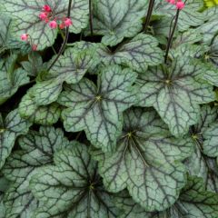 Żurawka 'Peppermint Spice' - Heuchera Peppermint Spice